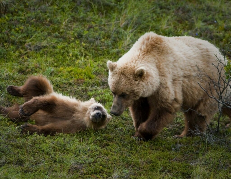 Feds will move grizzly bears into Washington’s North Cascades