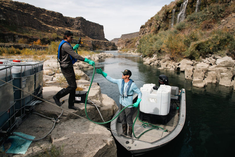 Quagga mussels detected again in Idaho, but numbers are down as Ag Department makes eradication push