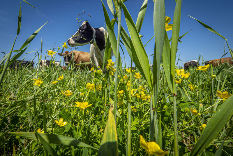 Idaho restricts animal entry in response to U.S. New World screwworm cases