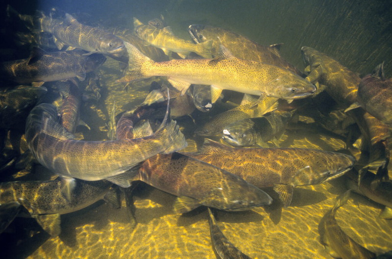 Army Corps of Engineers uses released water from Dworshak Reservoir to cool river temperature 
