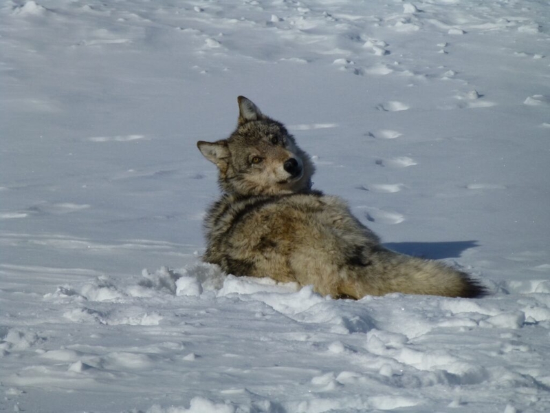 Trump gives feds 90 days to consider removing endangered species protections for wolves 