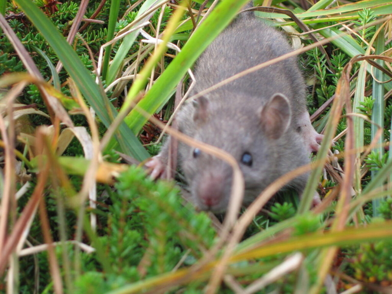 In Idaho, health officials are trying to curb the rat infestation — with a $250K fund