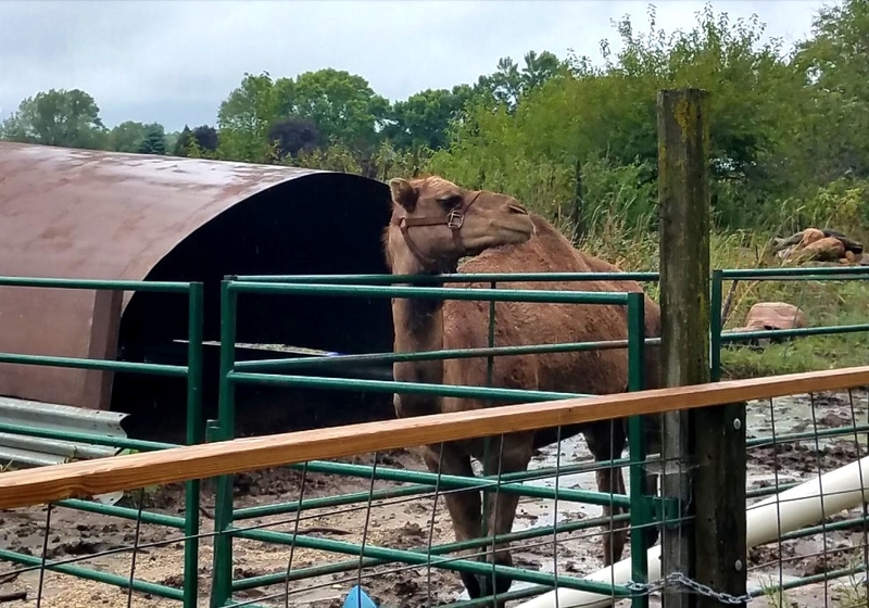 Court of Appeals upholds decision closing Cricket Hollow Zoo