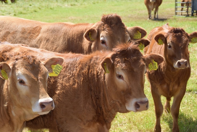 Grassley: Beef packers boosted prices 13-fold as pandemic spread