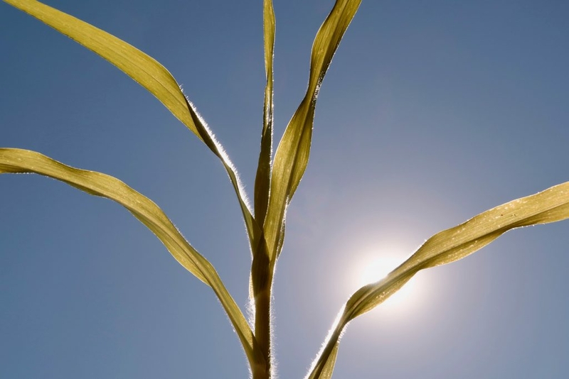 Experts: Iowa’s drought likely to last through crop season