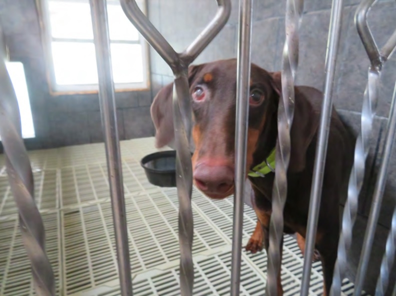 Judge: USDA’s animal-welfare inspectors must report violations they uncover