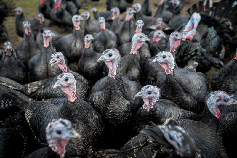 Talking turkey! How the Thanksgiving bird got its name (and then lent ...