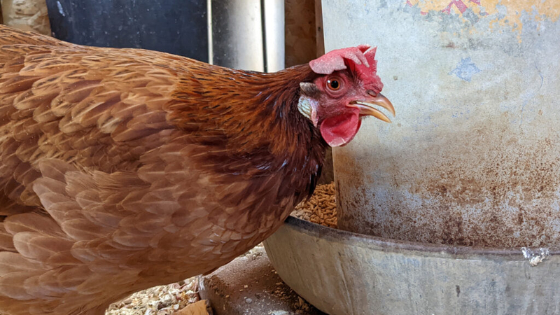 Highly pathogenic avian influenza detected in Boone County 