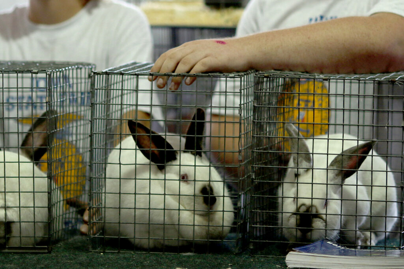 No State Fair Rabbits Rabbit owners should consider vaccines for newly detected virus, state ...