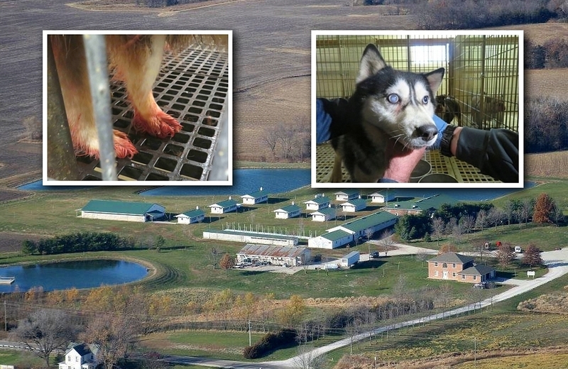 Animal-welfare group expands lawsuit over puppy laundering, USDA enforcement