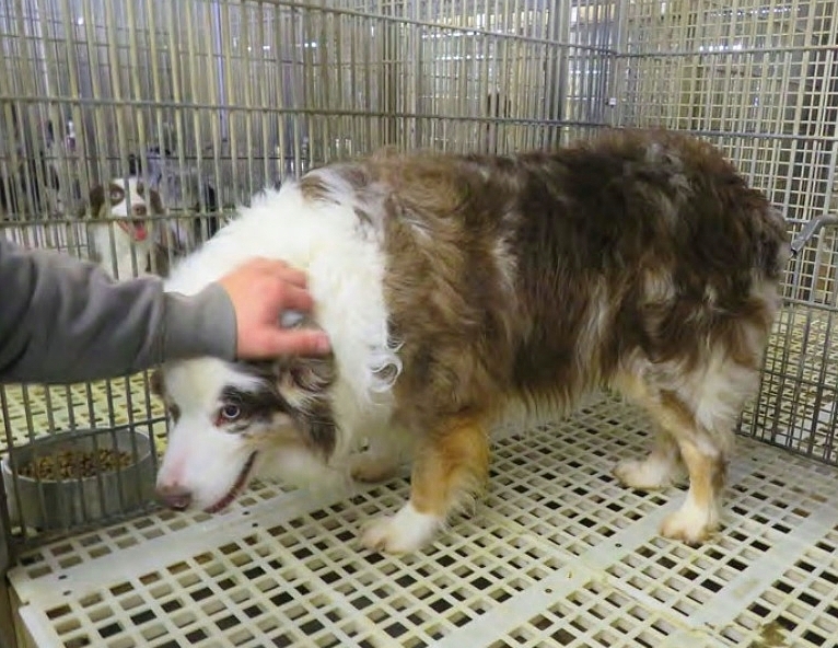 U.S. Department of Agriculture argues it’s not required to enforce Animal Welfare Act