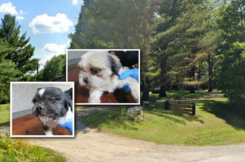 Puppy mill update: Iowa still leads the nation in both violators and citations