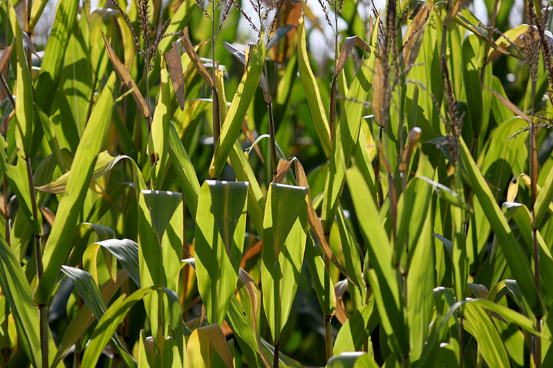 Crop report: Nearly half of Iowa corn in dent stage 
