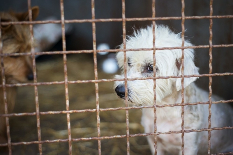 State suggests that breeder cited for dog deaths downsize her business