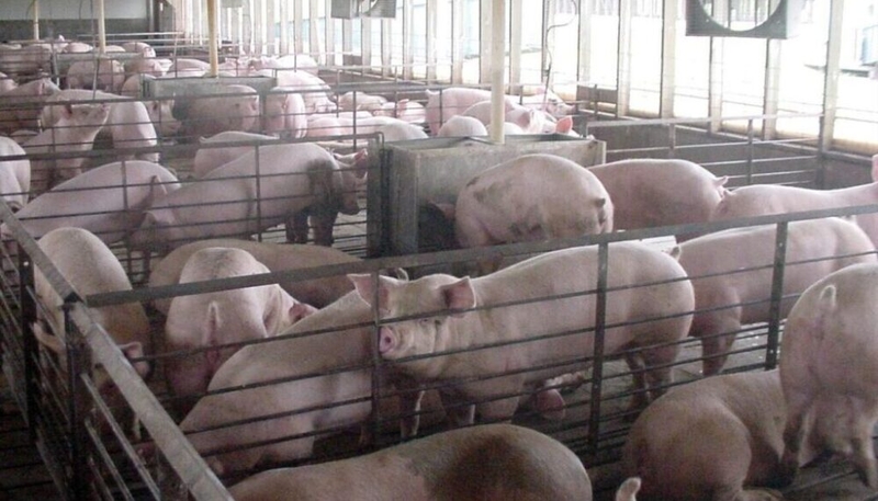 Researchers identify thousands more Iowa livestock facilities than state database shows