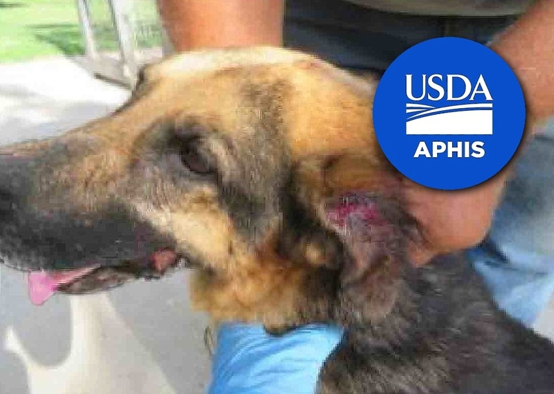 Report: USDA inspections of dog breeders are often late and incomplete