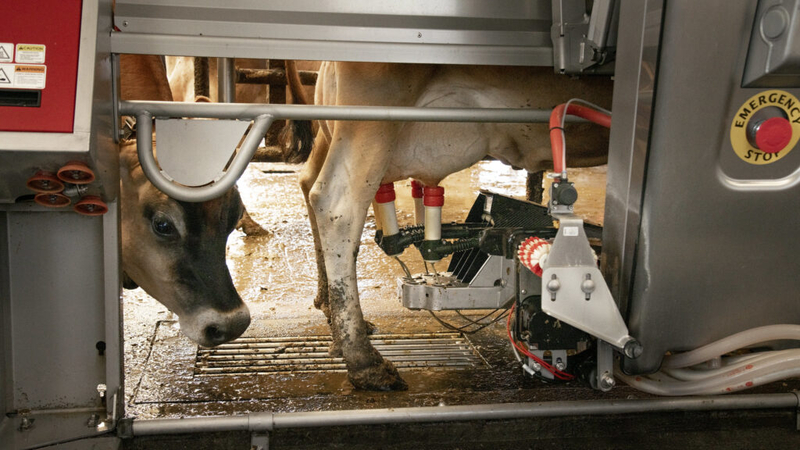 ISU study shows potential path for spread of highly pathogenic avian influenza