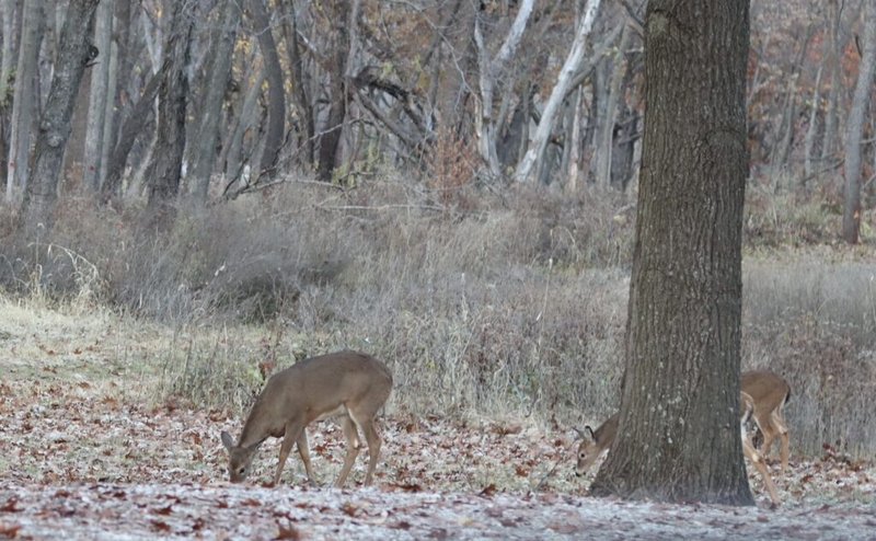 DNR to train chronic wasting disease ambassadors in Black Hawk and Marshall counties
