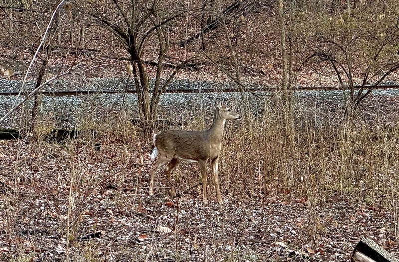 State launches new strategy on chronic wasting disease ahead of deer season 