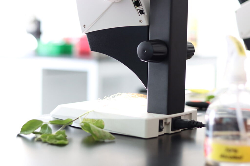 Report shows need for diversity in soybean cyst nematode resistant varieties