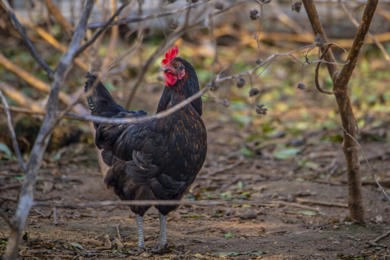 Bird flu persists across the country; Iowa logs fifth detection this year