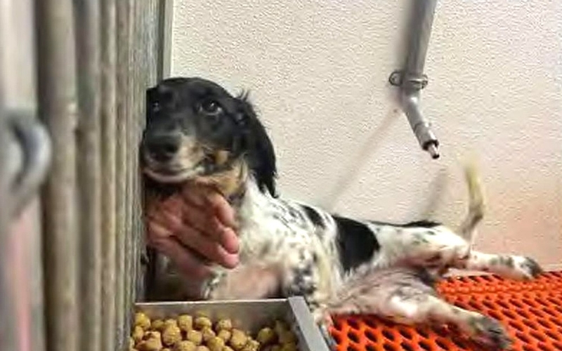 Van Buren County files 34 charges of animal neglect against puppy mill operator