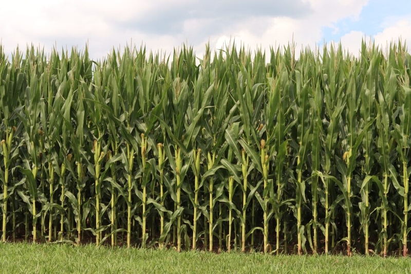 War in Middle East causes further stress on U.S. farmers