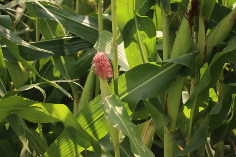 Crop report: Iowa saw ‘all modes’ of severe weather last week