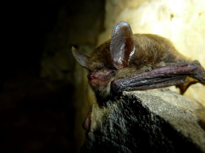 Learn about Iowa bats during international Bat Week
