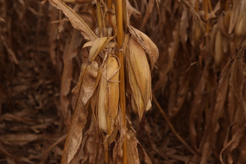 Farm bill proposal fails in US Senate ag committee over SNAP error rate issue