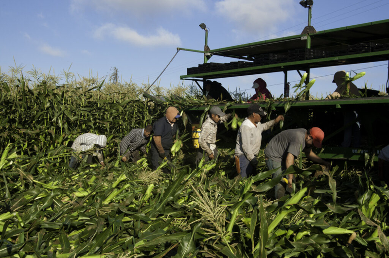 Ag labor shortages cause higher food prices, study finds