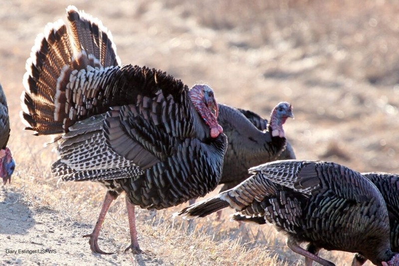 DNR hosts ‘learn to hunt’ workshops ahead of spring turkey season 