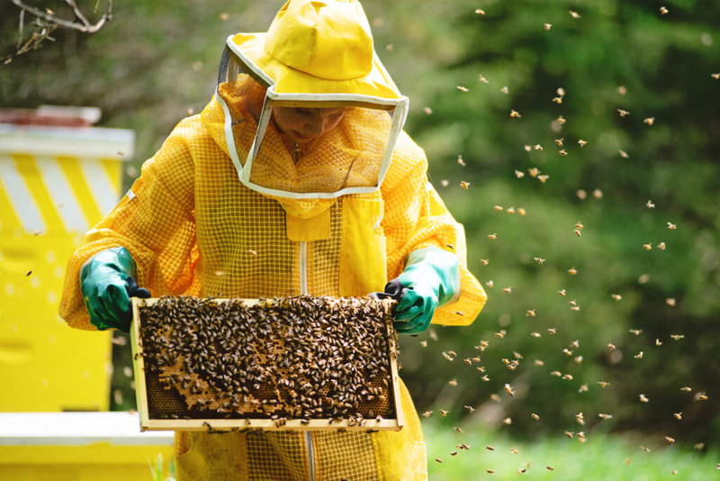 Bee season starts 17 days early, potentially damaging hives, experts say