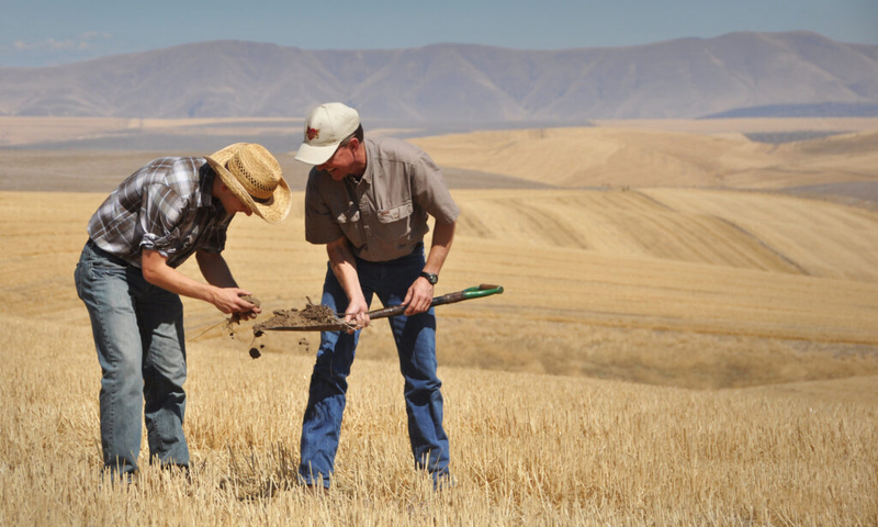 Senate farm bill draft focuses on farm economy, keeps ‘Big Beautiful’ SNAP cuts