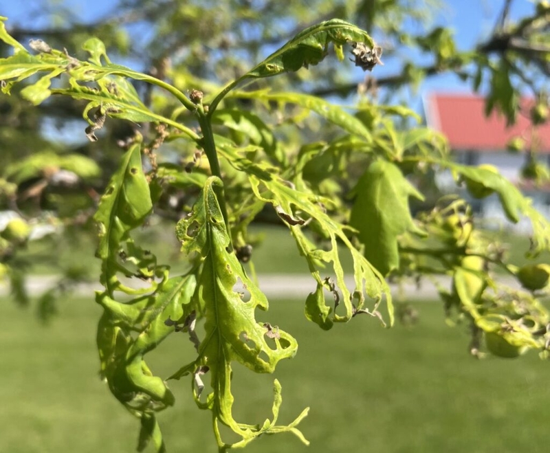 Pesticides ‘shatter’ leaves of Iowa’s state tree
