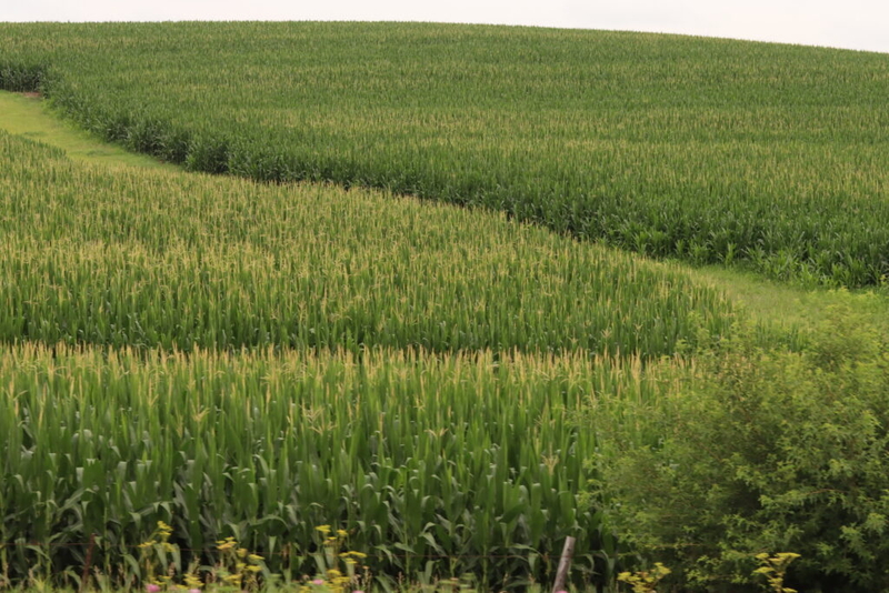 Iowa corn silking jumps ahead following hot, dry week
