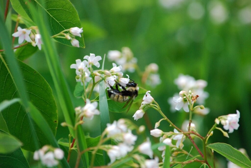 Iowans can catch the buzz and help out bumble bees