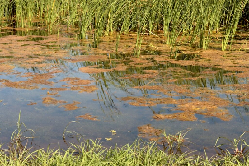 ISU gets federal funding to support Watershed Innovation Farm in Ames
