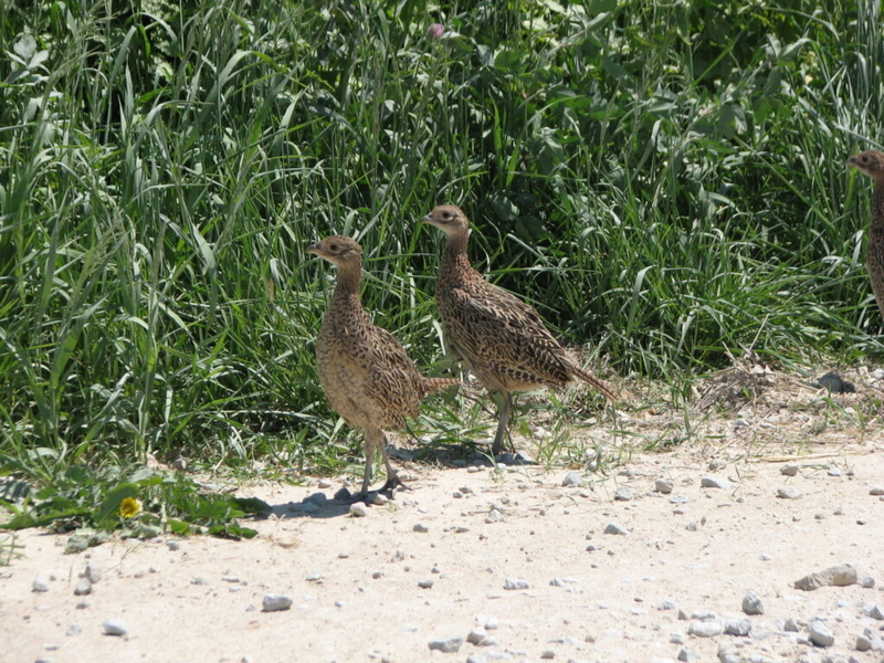 Decades of August roadside surveys in Iowa show wildlife and habitat changes