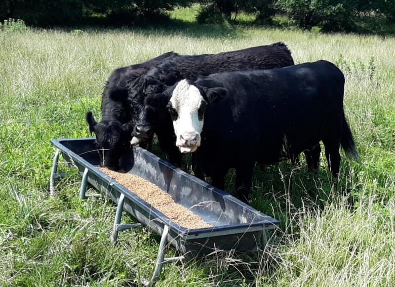 Sen. Roger Marshall points finger at Biden amid confirmation of screwworm in U.S. cattle