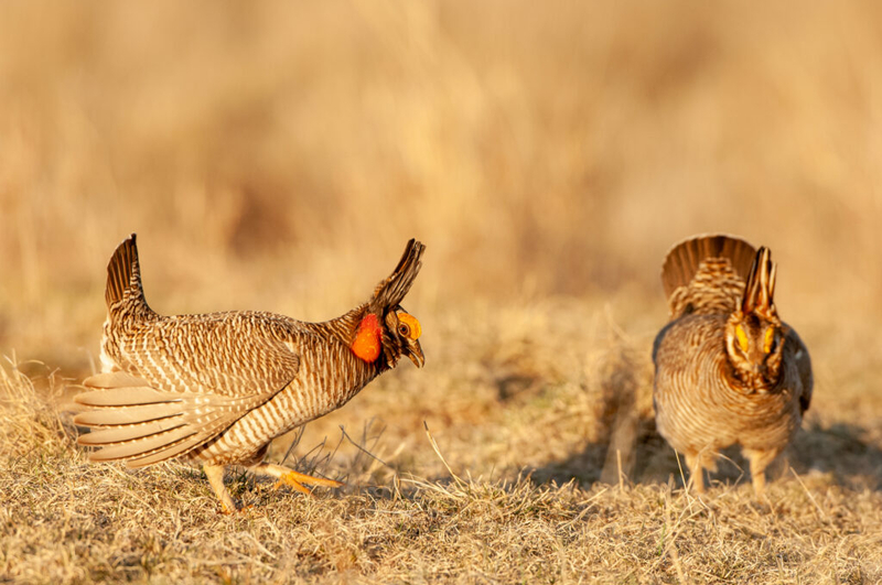 Biden vetoes bill that would remove lesser prairie chicken protections