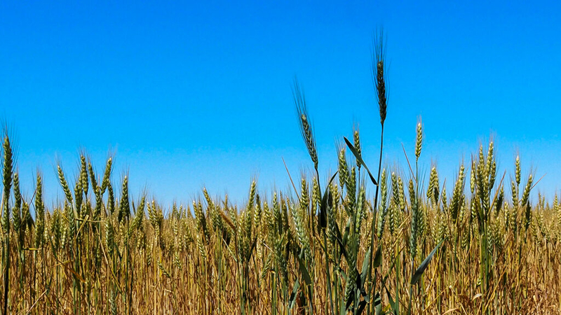 Kansas wheat harvest projected to be lowest in decades, adding to agriculture stress