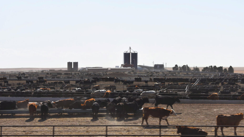 Gargantuan feedlot telegraphs woes for cattle and the environment