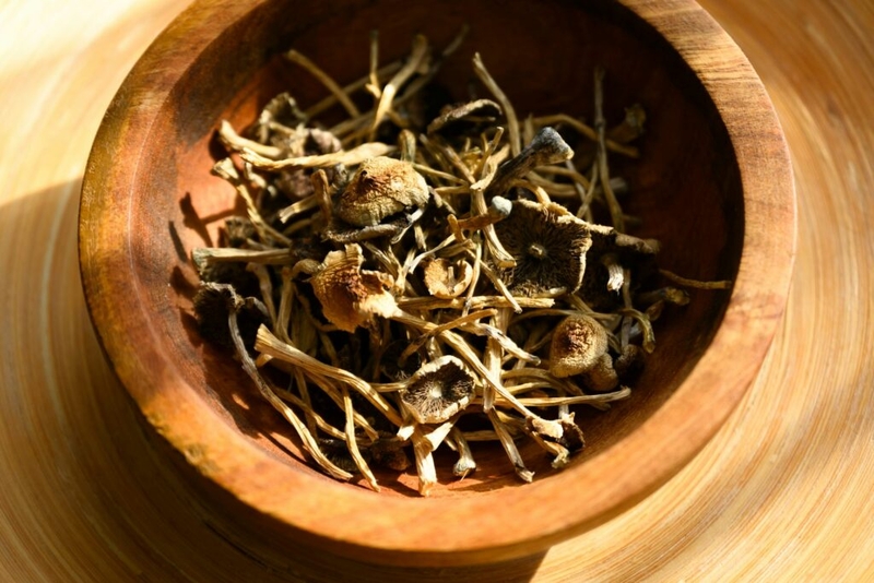 Psilocybin mushrooms are going mainstream, but scientific research and regulation lag behind