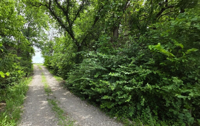 Bush honeysuckle added to Kansas noxious weed list, forcing landowners to eradicate invasive species