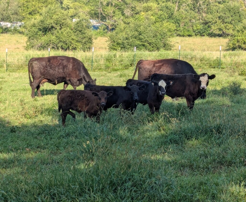 Kansas agriculture, political leaders dubious of President Trump’s beef import strategy