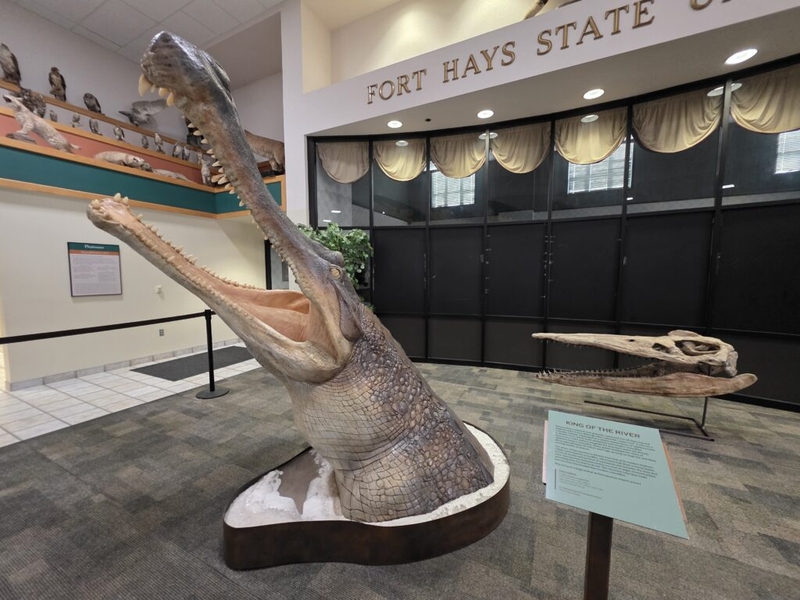 Kansas Legislature’s budget cuts compel Fort Hays State University to close Sternberg Museum