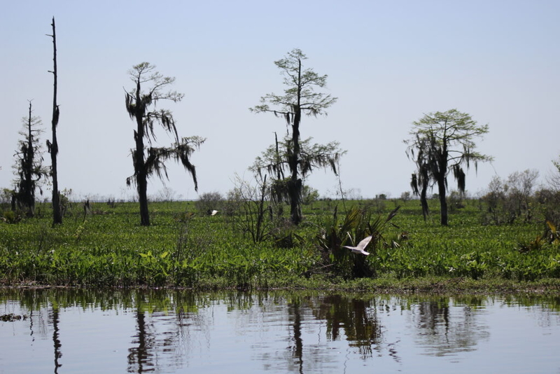 Southeastern explains reasons for removal of Lake Maurepas researcher
