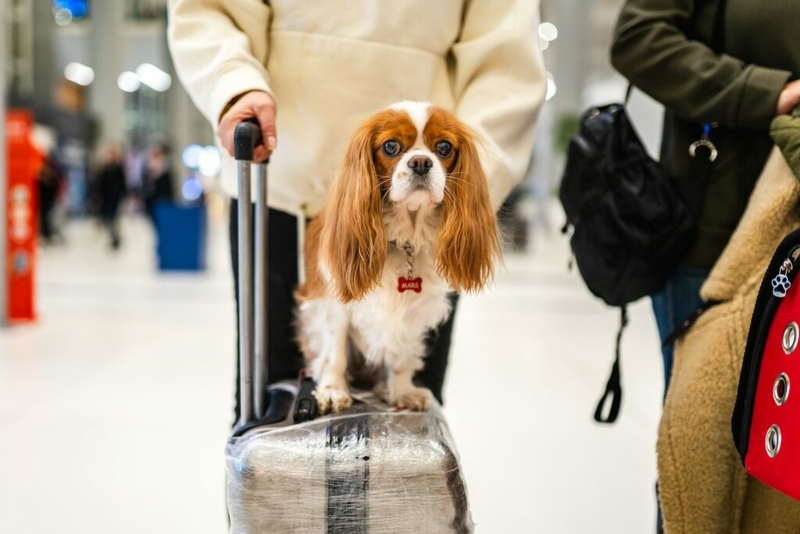 Louisiana senator wants to curb spread of emotional support animals