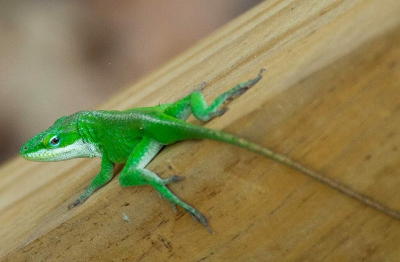 It’s not easy being a green anole